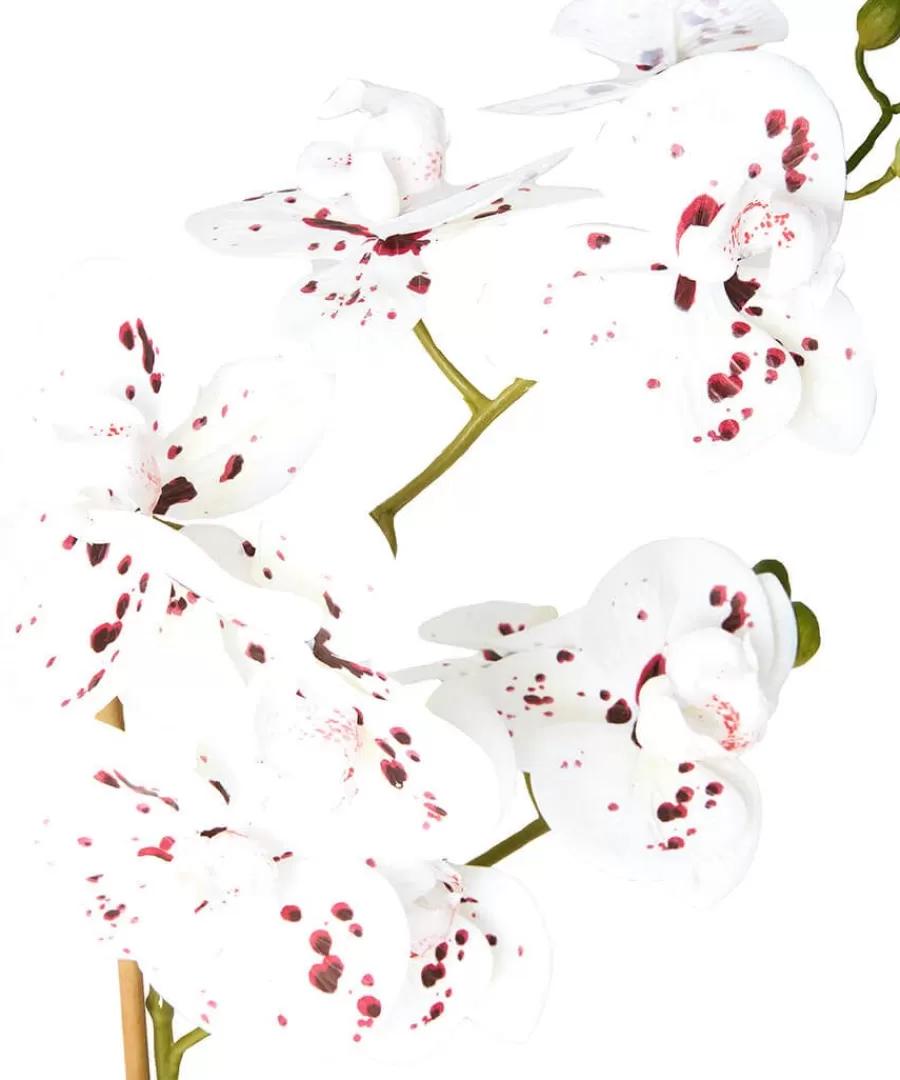 Sale Joe Browns Blooming Marvellous Speckled Orchid White