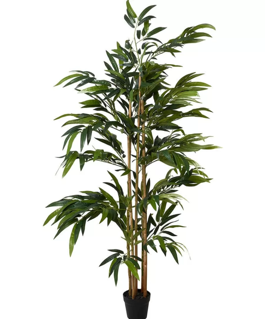 Fashion Joe Browns Brilliant Bamboo Plant Green