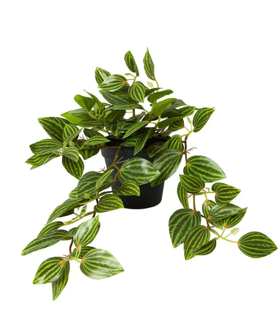 Flash Sale Joe Browns Gorgeous Tradescantia Zebrina Plant Green