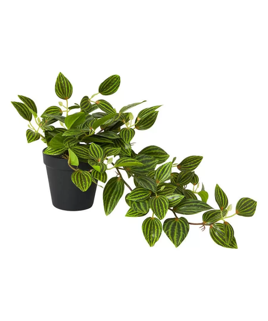 Flash Sale Joe Browns Gorgeous Tradescantia Zebrina Plant Green