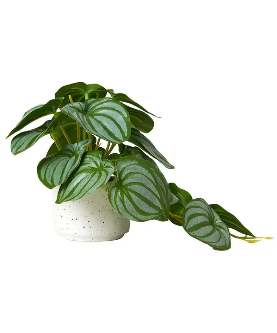 Fashion Joe Browns Luscious ery In Speckled Ceramic Pots Green