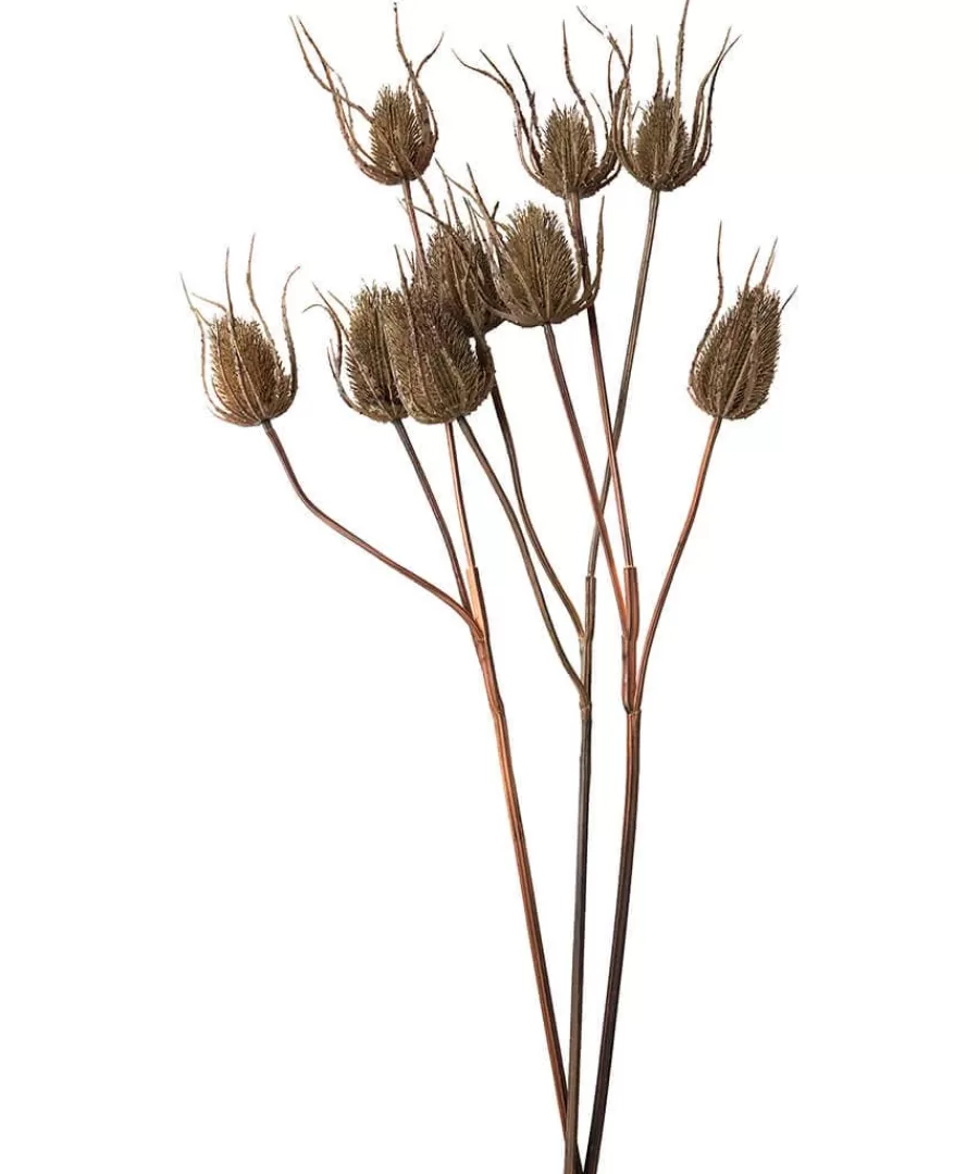 New Joe Browns Set Of 3 Large Triple Teasle Plant Stems Brown