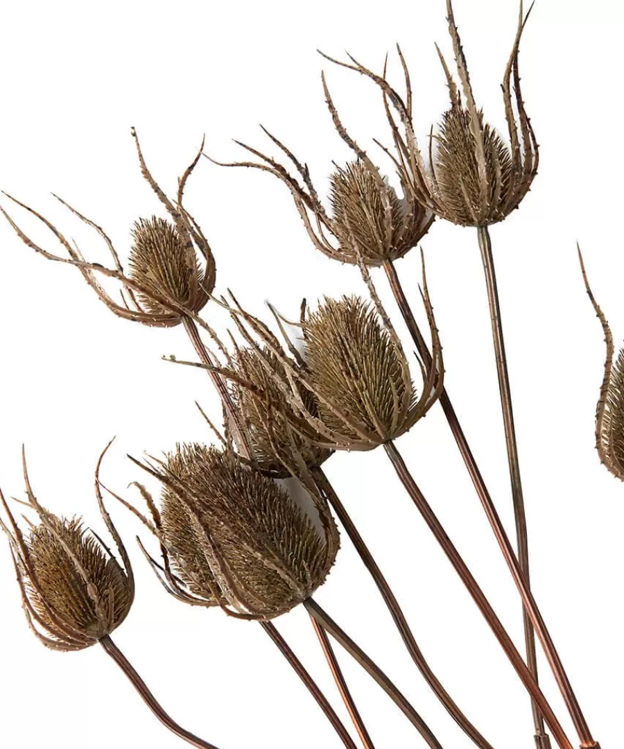 New Joe Browns Set Of 3 Large Triple Teasle Plant Stems Brown